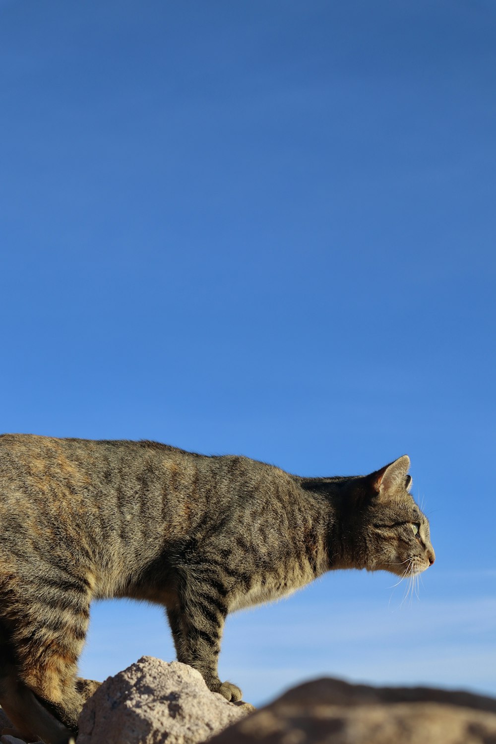 a cat standing on top of a pile of rocks