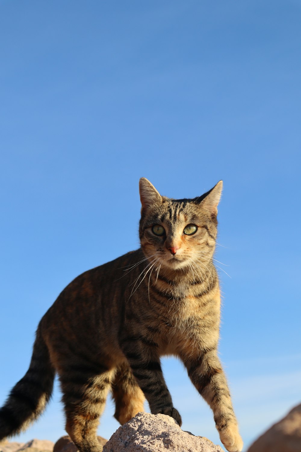 a cat standing on top of a large rock