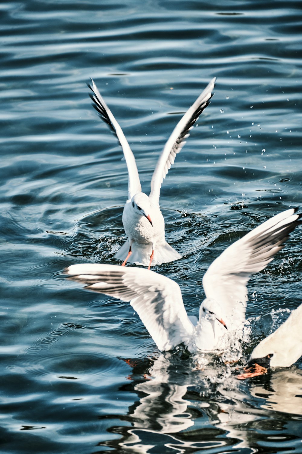 un par de pájaros que están en el agua