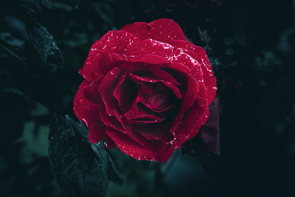 a red rose with water droplets on it