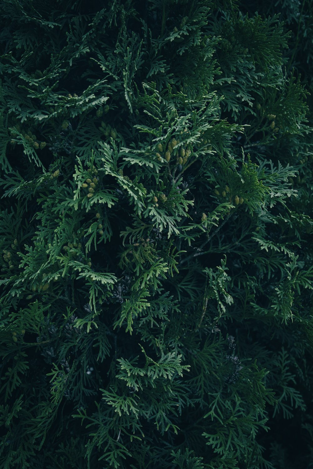 a close up of a tree with lots of green leaves