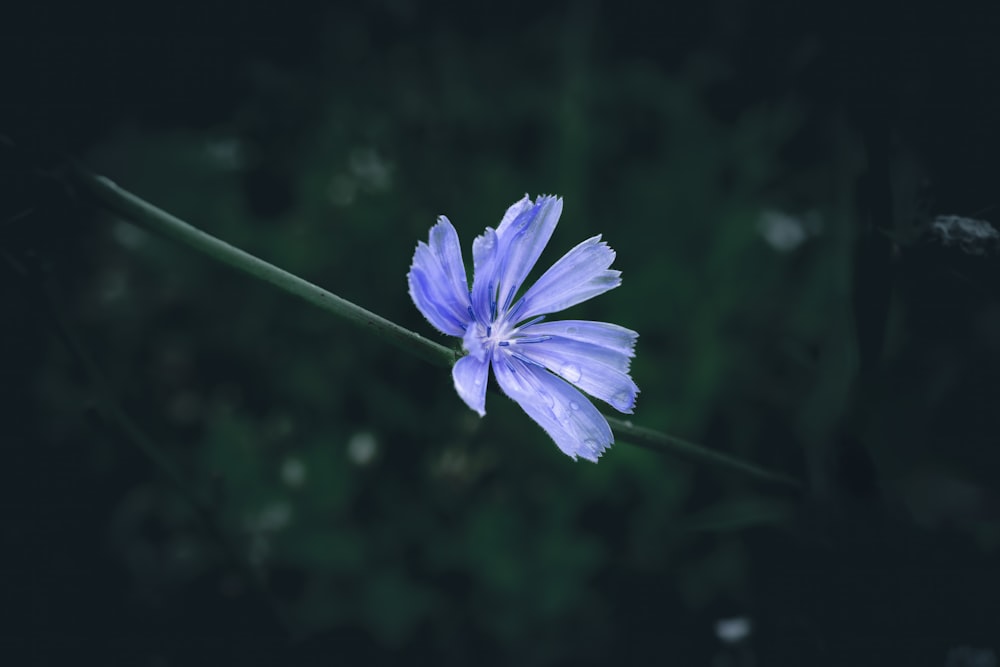 a blue flower with a dark background