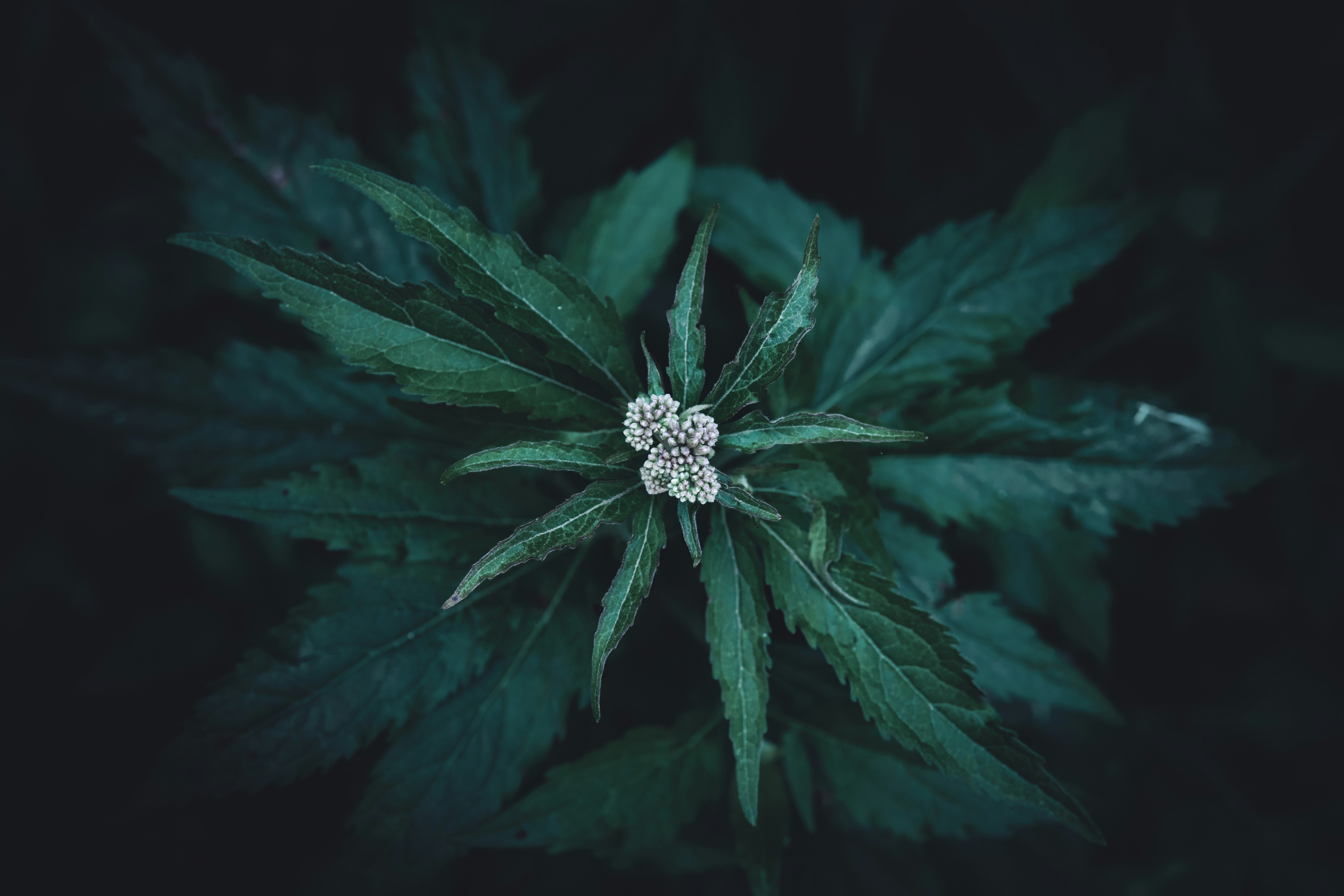 Cannabis vs. Alcol: Cosa dice la scienza?