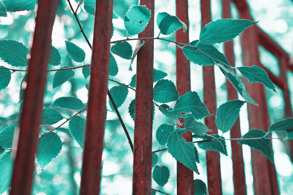a close up of a metal fence with leaves on it