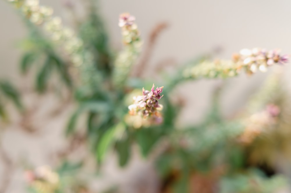 a close up of a plant with small white flowers