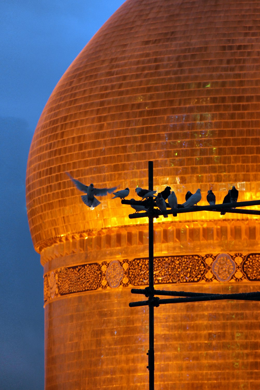 a group of birds sitting on top of a building