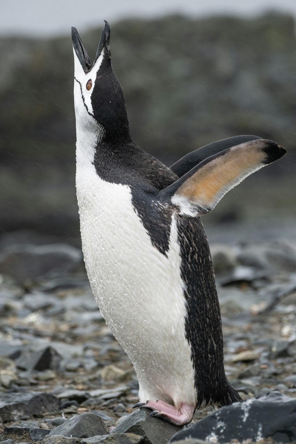a black and white penguin standing on a rocky beach
