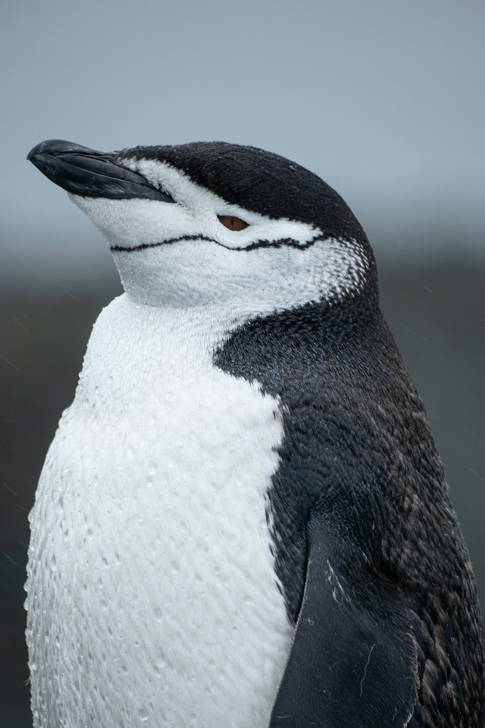 a close up of a penguin with a blurry background