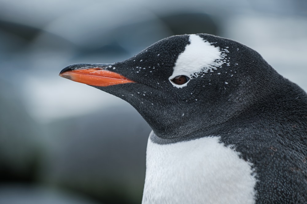 a close up of a penguin with a blurry background