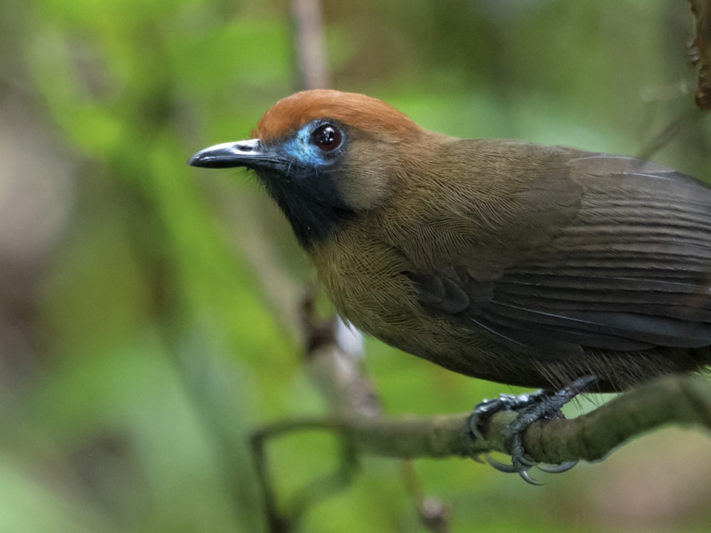 a brown and blue bird sitting on a tree branch