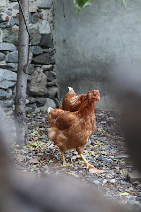 a brown chicken standing next to a tree