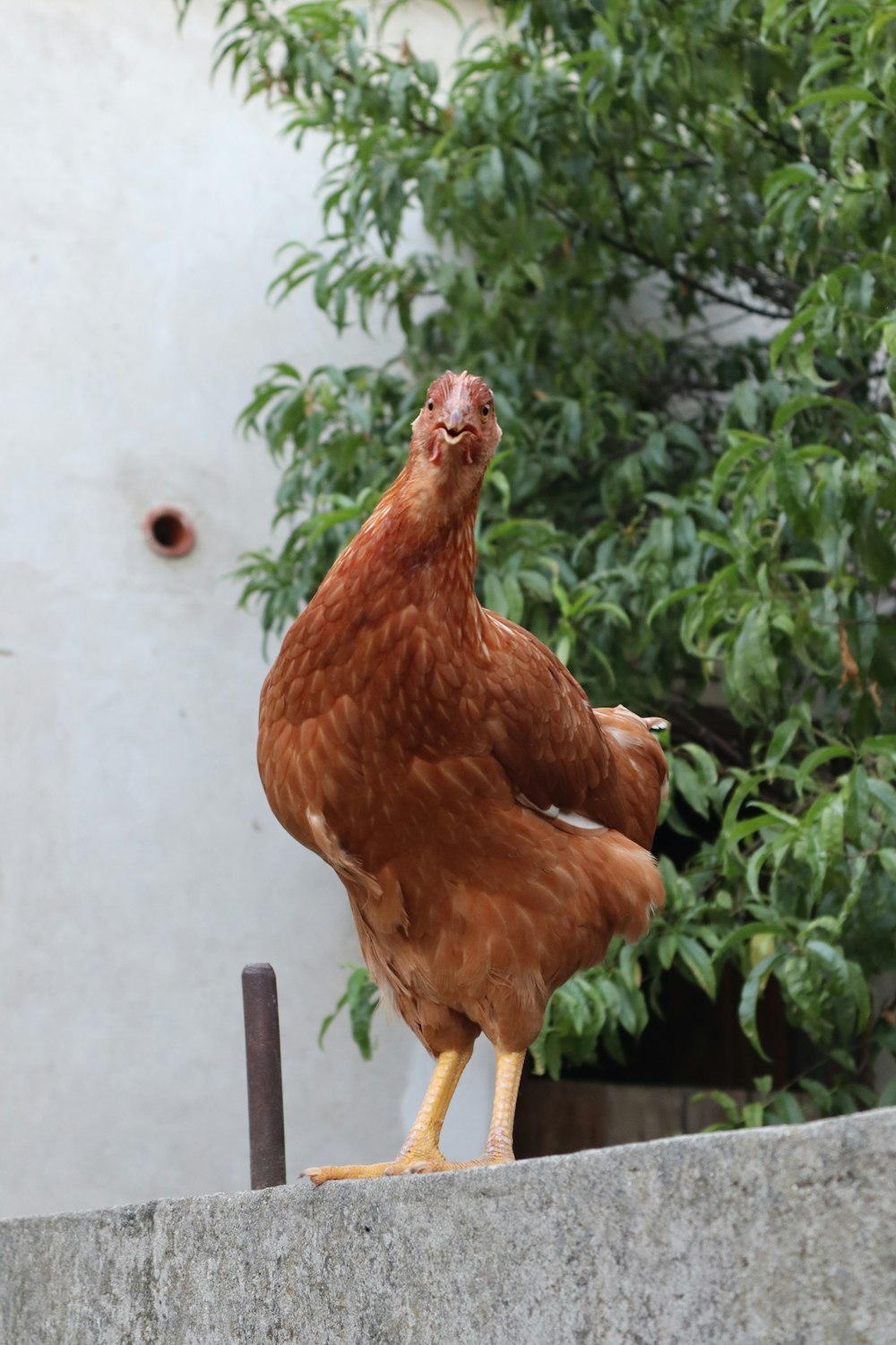 a brown chicken standing on top of a cement block
