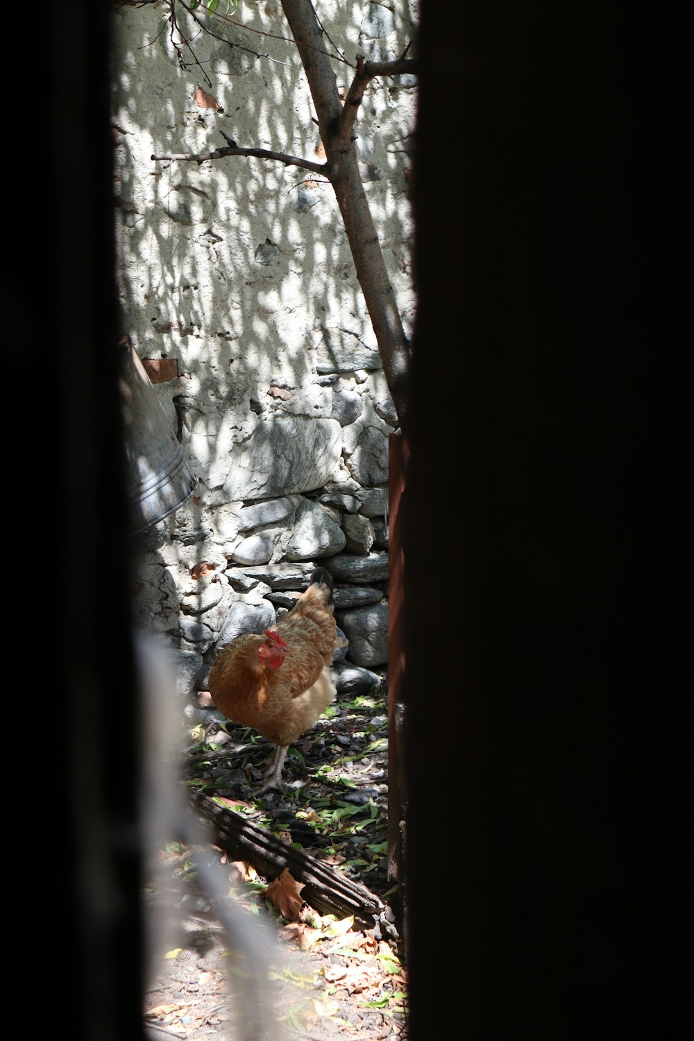 a chicken standing in the shade of a tree