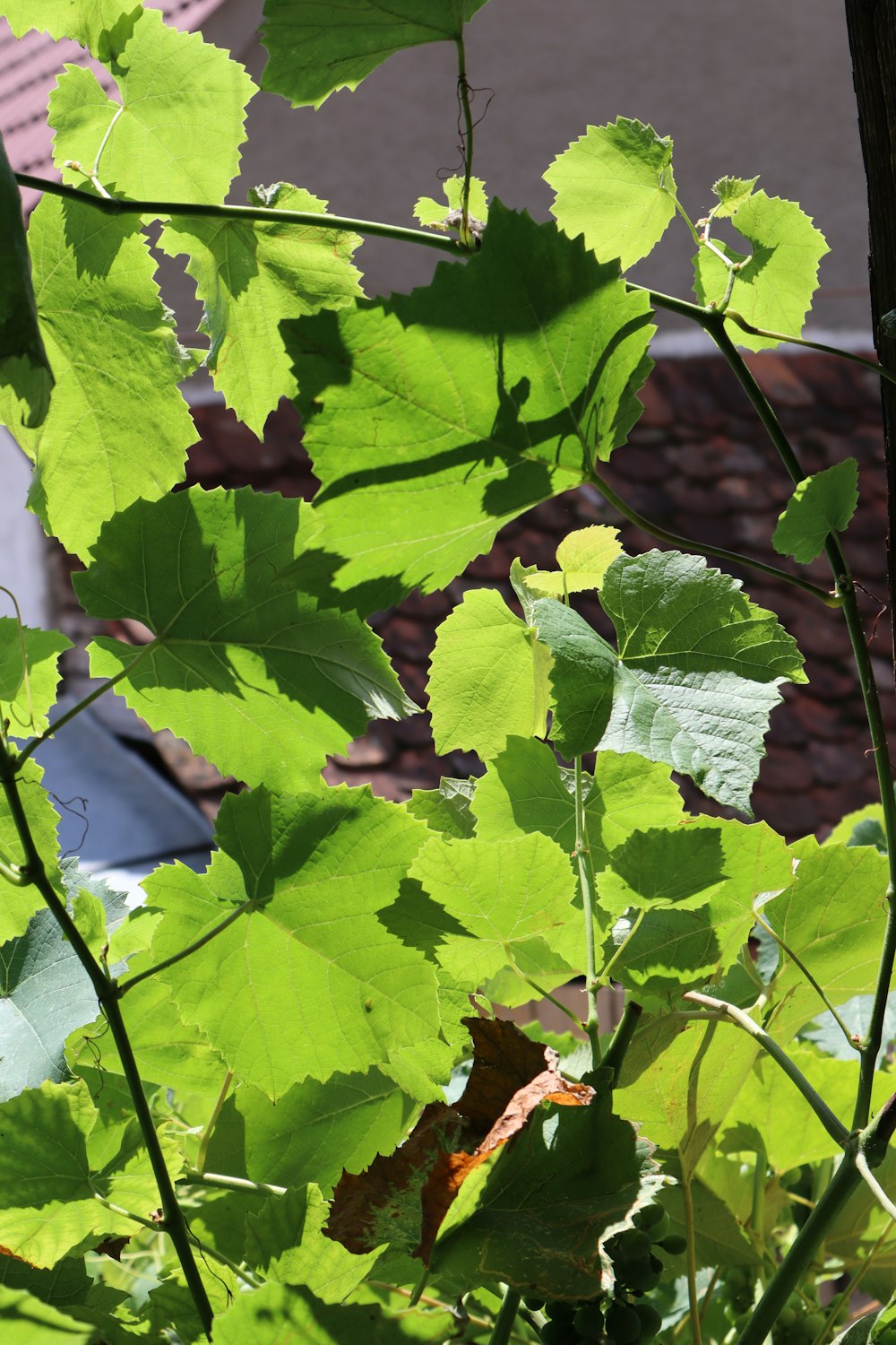 a close up of a leafy plant with a building in the background