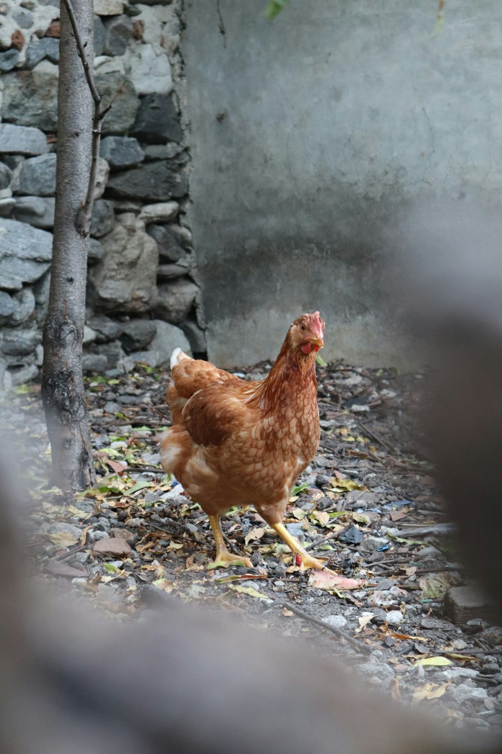 a chicken is walking around in the dirt