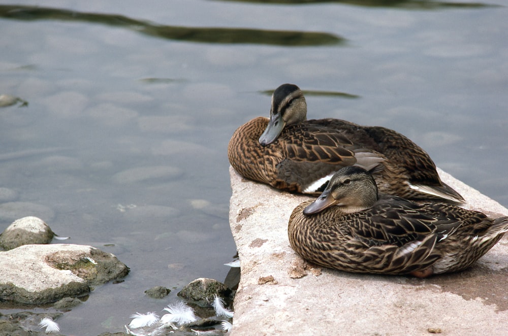 a couple of ducks sitting on top of a rock