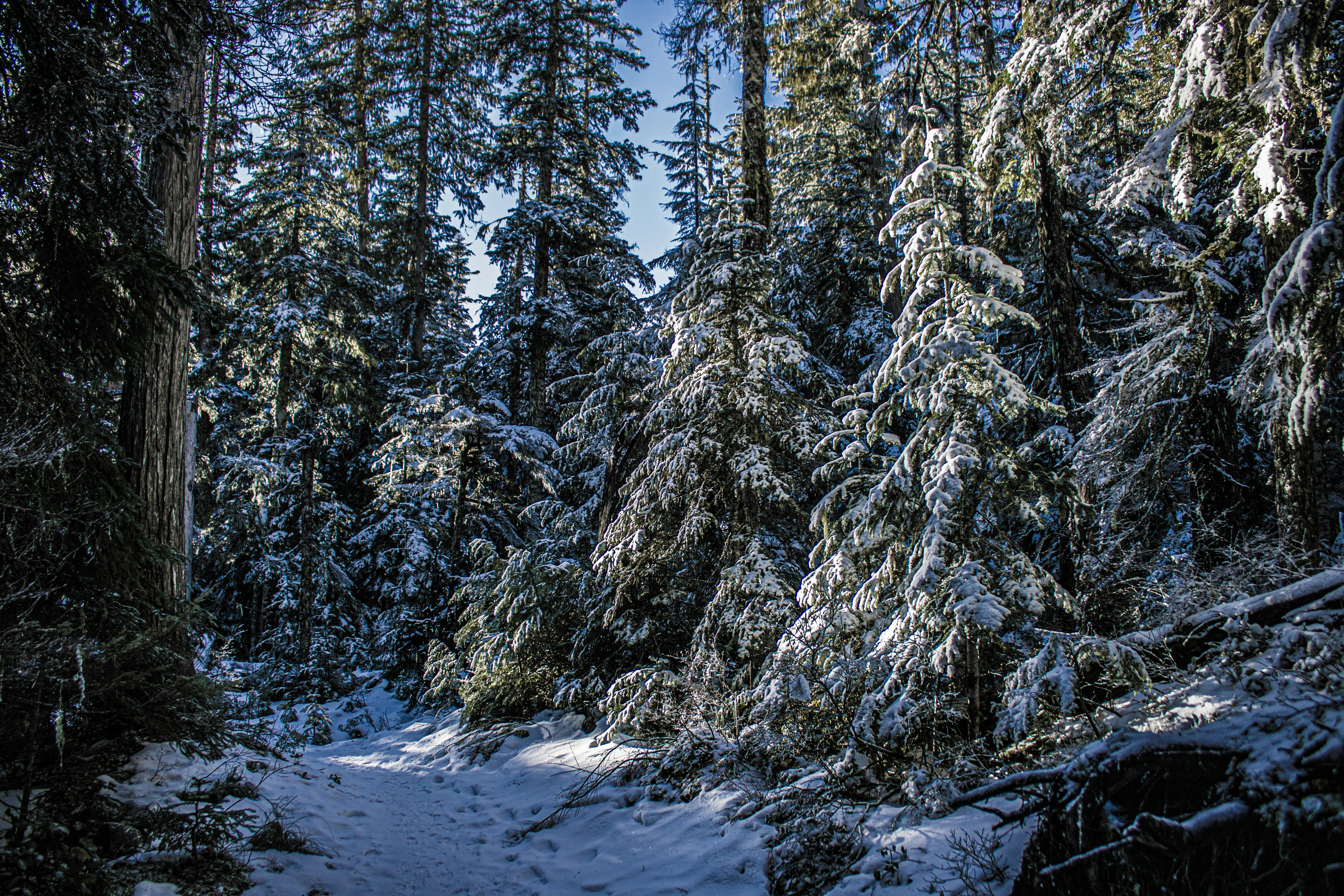 a snow covered forest with lots of trees, 