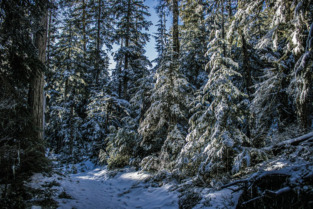 a snow covered forest with lots of trees,