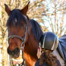 a woman standing next to a brown horse