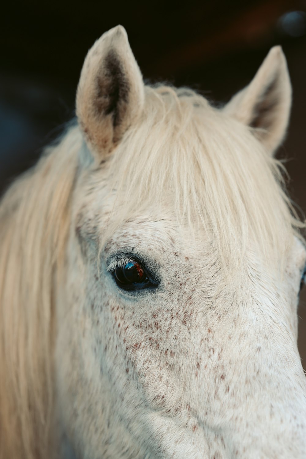 a close up of a white horse with blue eyes