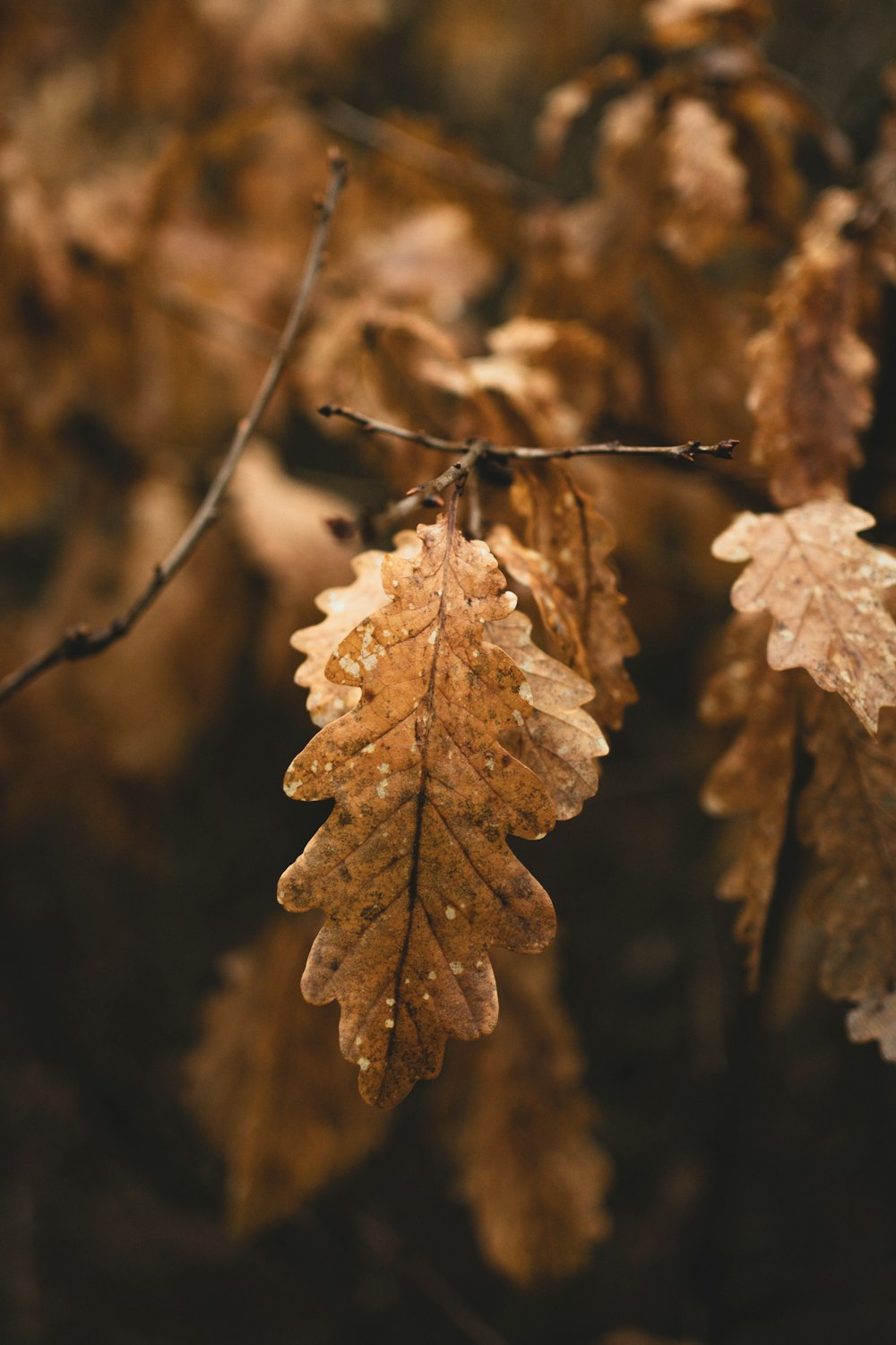 a close up of a leaf on a tree