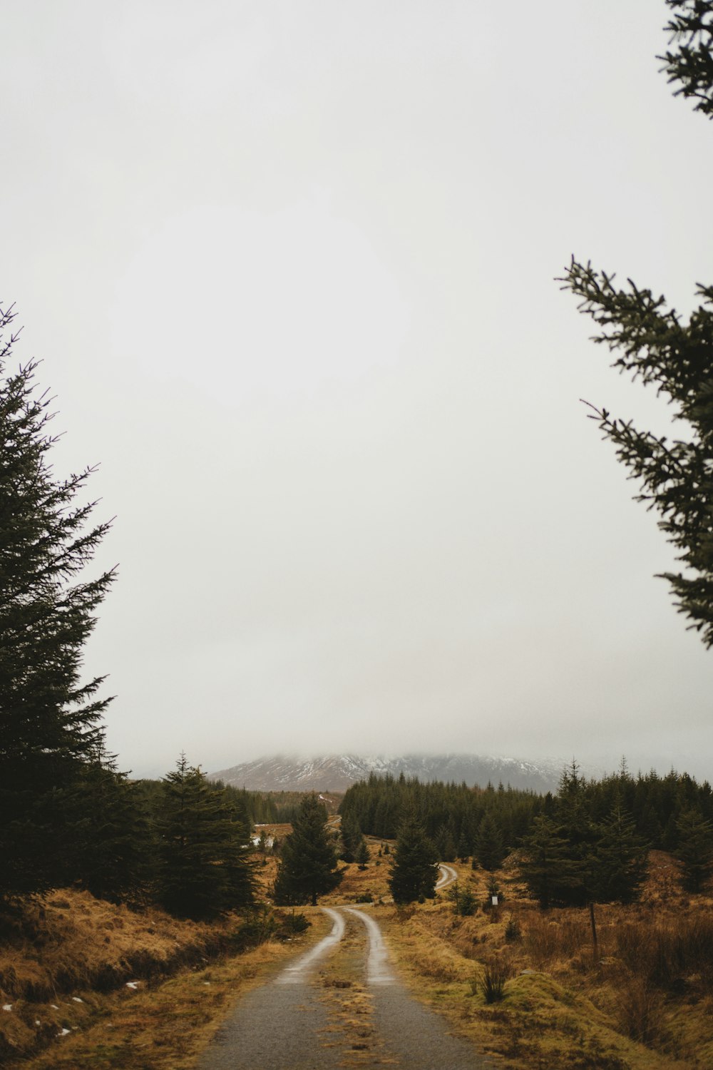 a road in the middle of a forest