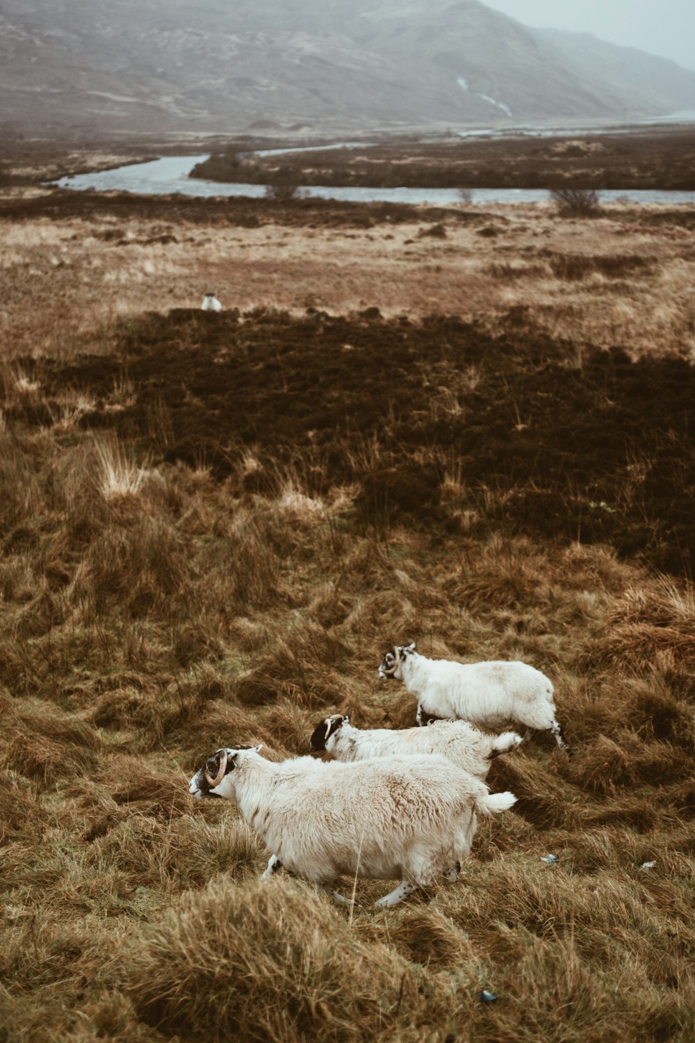 a herd of sheep standing on top of a grass covered field