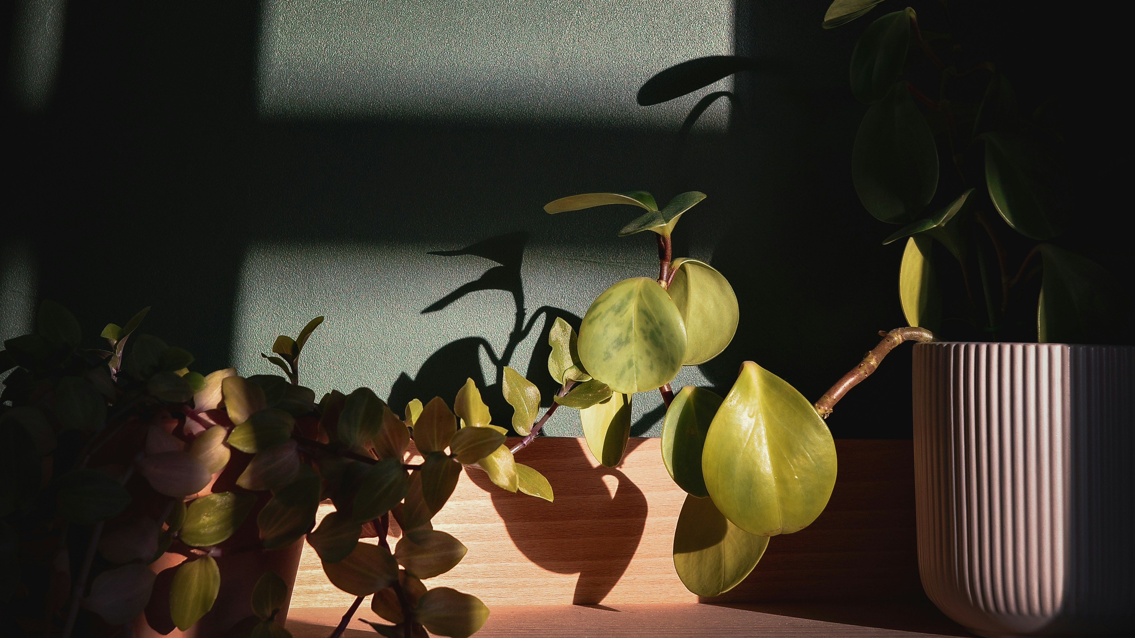 eine Topfpflanze, die auf einem Tisch neben einem Fenster sitzt