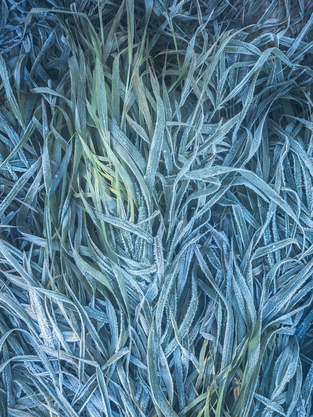 Eine Nahaufnahme von einem Haufen blauem Gras