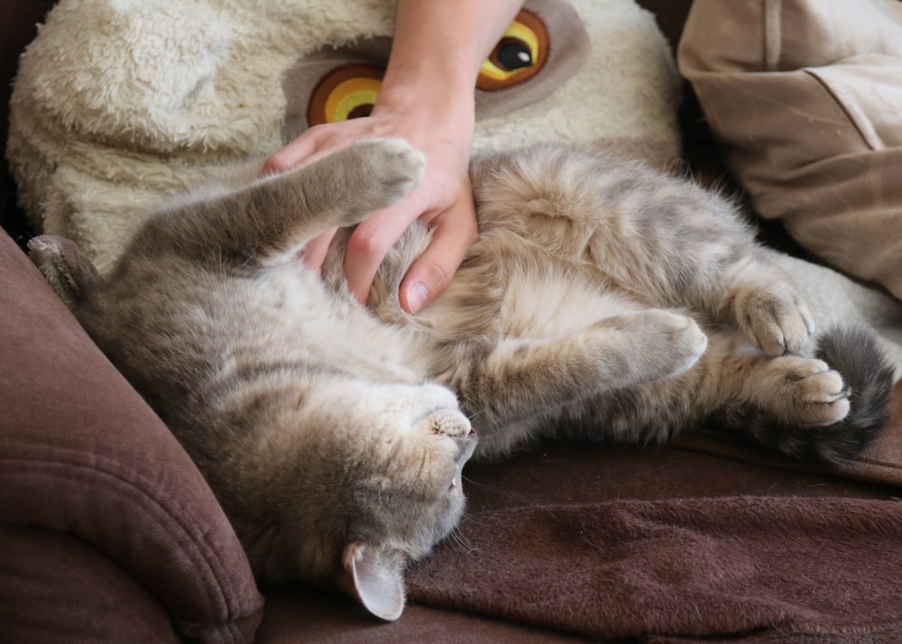 eine Person, die eine Katze auf der Lehne einer Couch streichelt