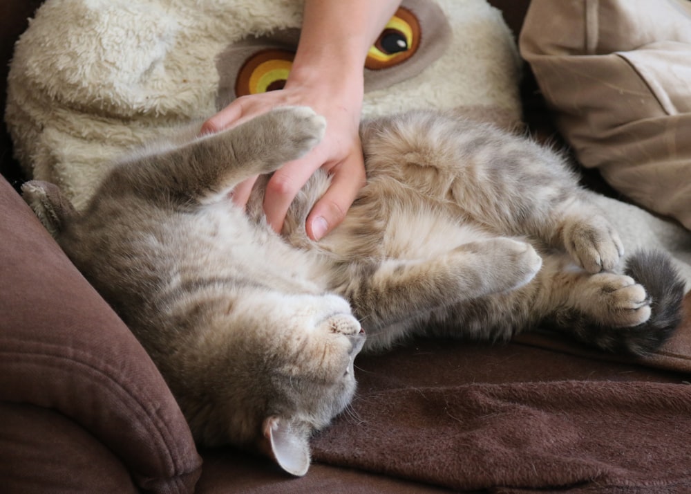 a person petting a cat on the back of a couch