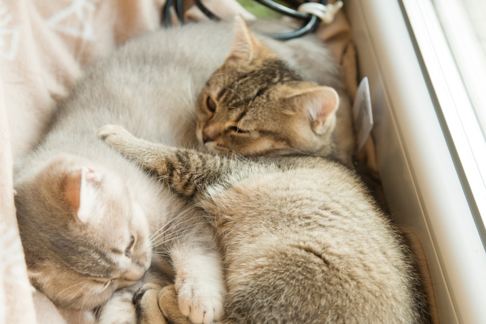 a couple of cats laying next to each other on a bed