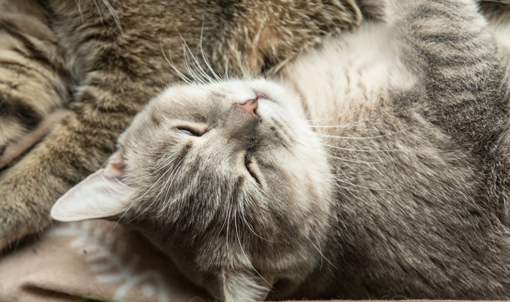 a cat laying on top of a blanket next to another cat