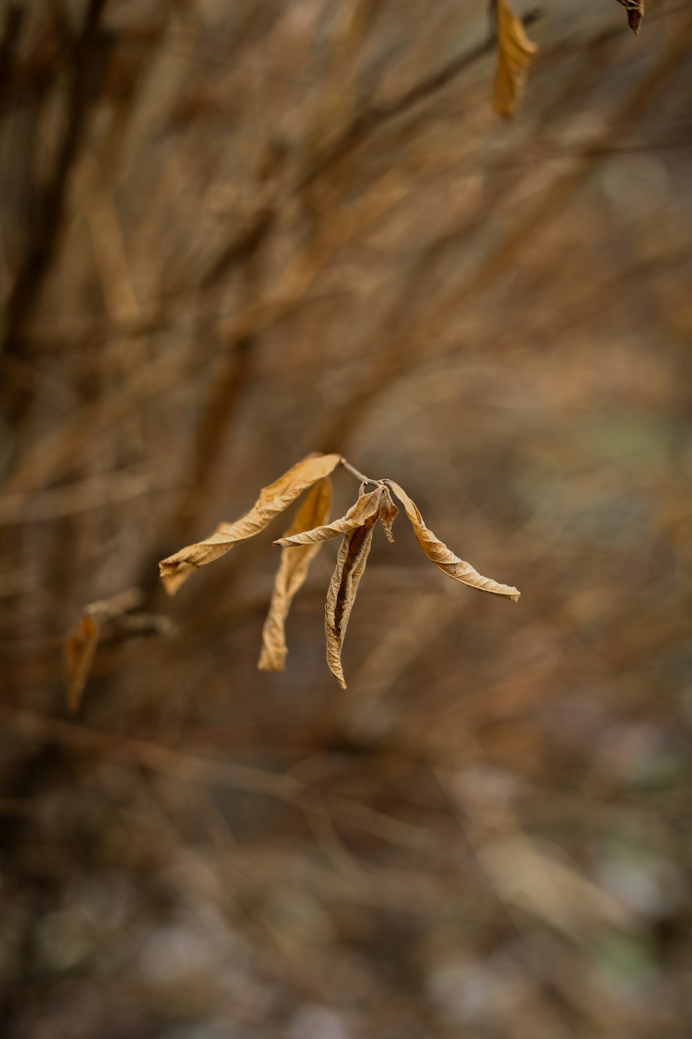 a branch with some brown leaves hanging from it