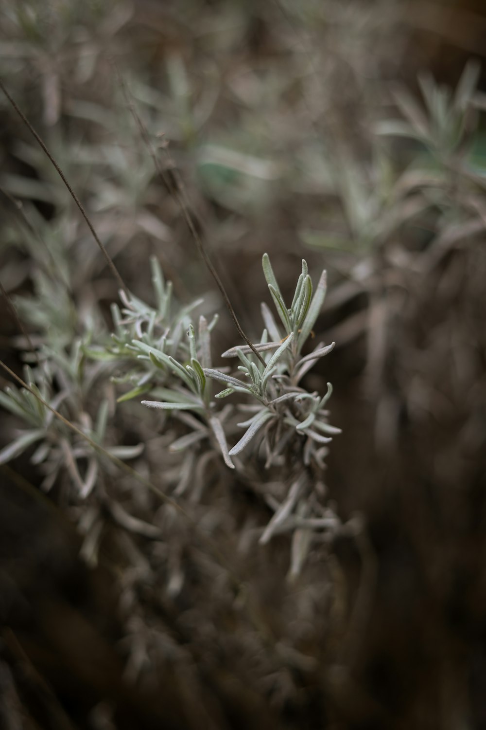 a close up of a plant with small leaves