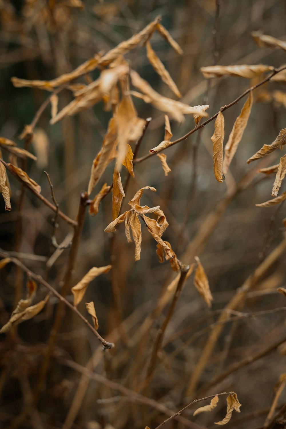 a close up of a tree with brown leaves