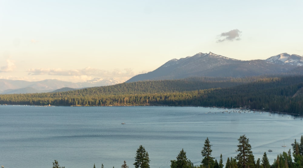 a large body of water surrounded by forest