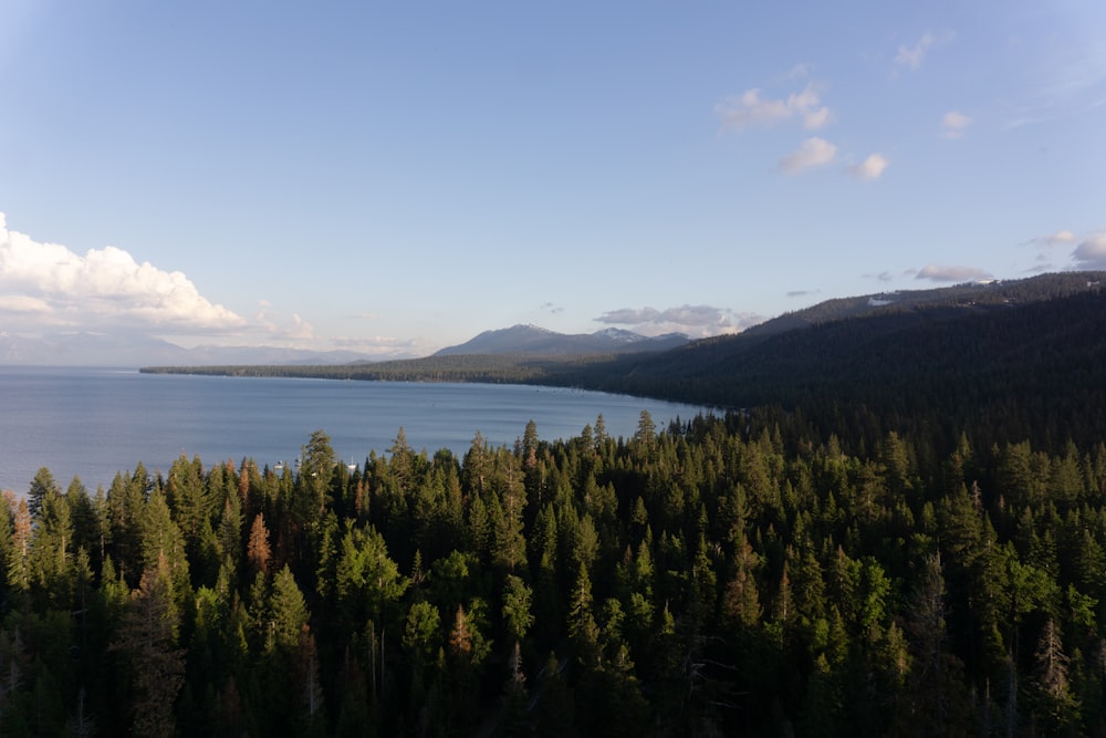 a large body of water surrounded by trees