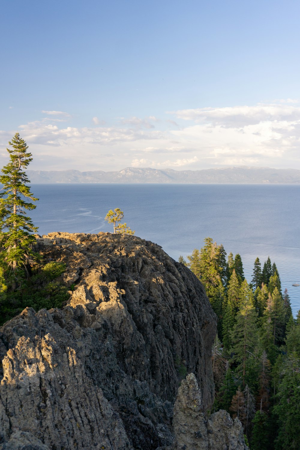 a lone tree on a rocky outcropping overlooking the ocean