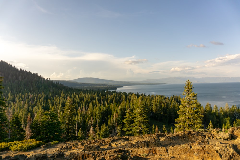 a scenic view of a forest and a body of water