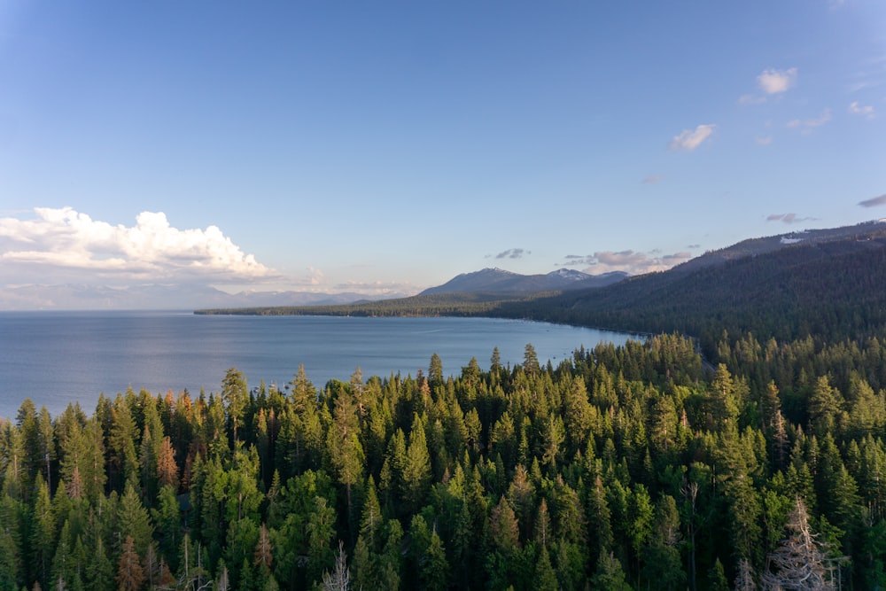 a large body of water surrounded by trees