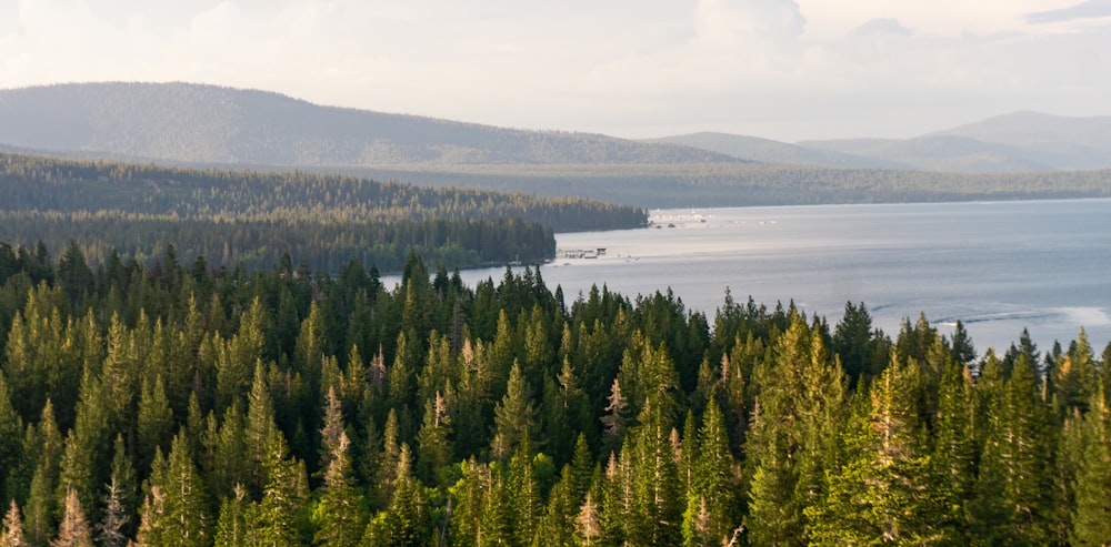 a large body of water surrounded by trees