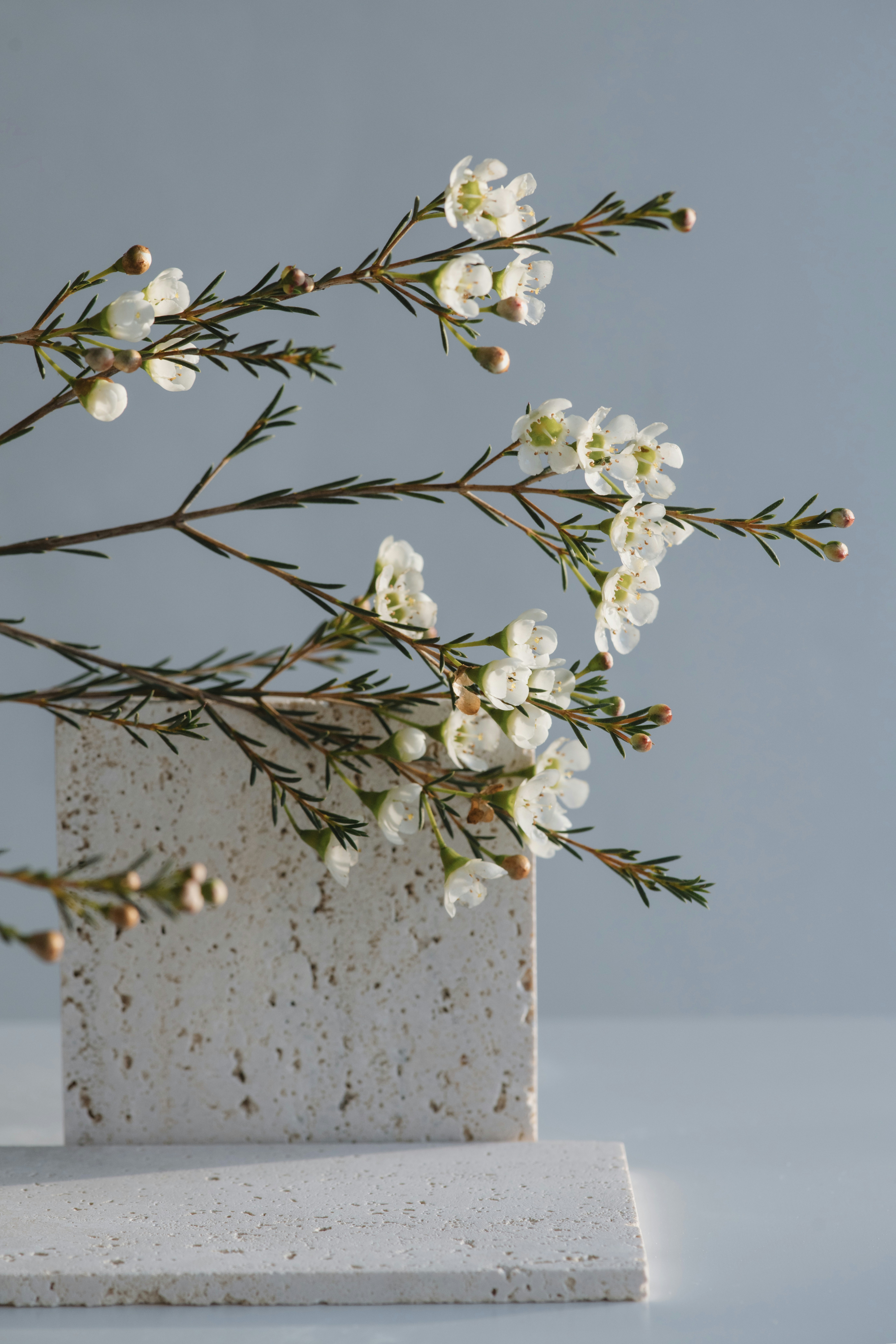 a vase with white flowers in it on a table