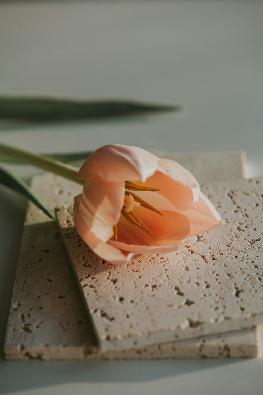 a single tulip sitting on top of a stone block