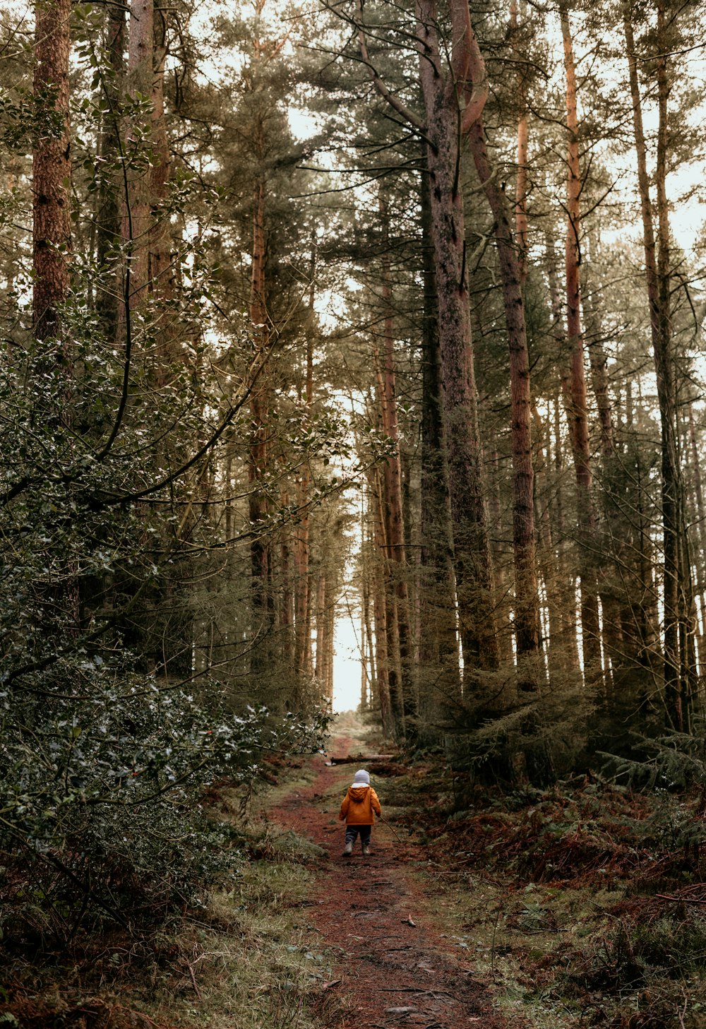 eine Person, die einen Pfad im Wald entlanggeht