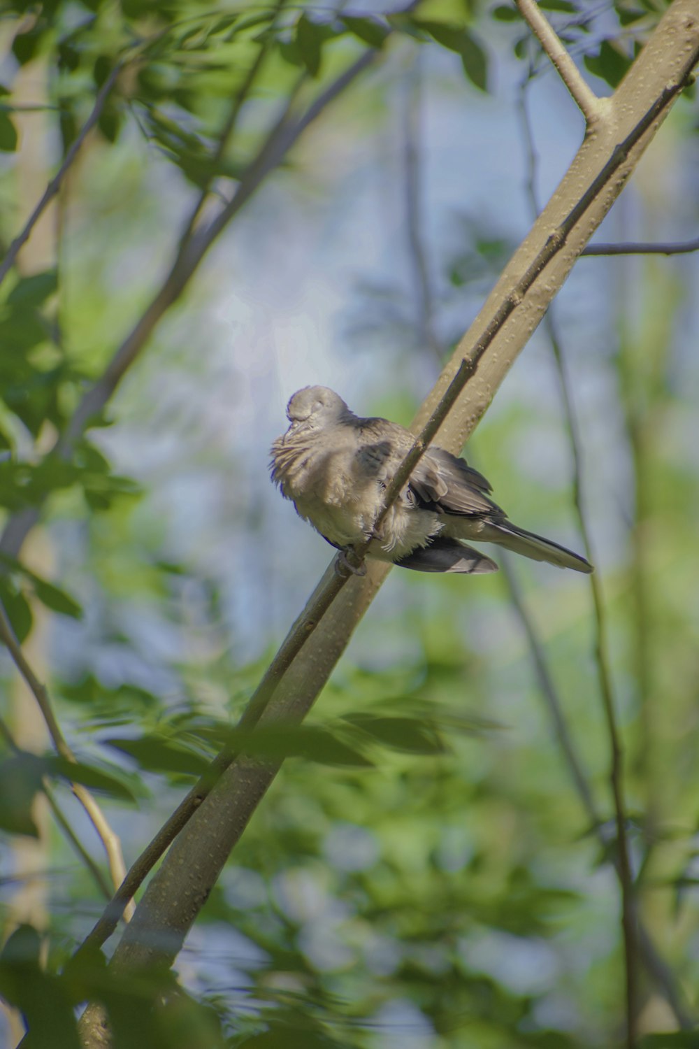 un oiseau assis sur une branche dans un arbre