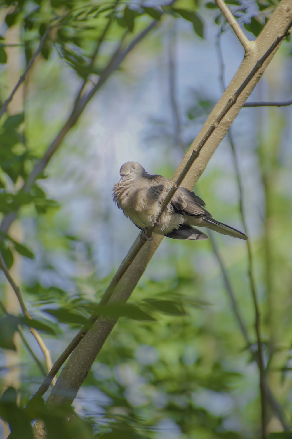 a bird sitting on a branch in a tree