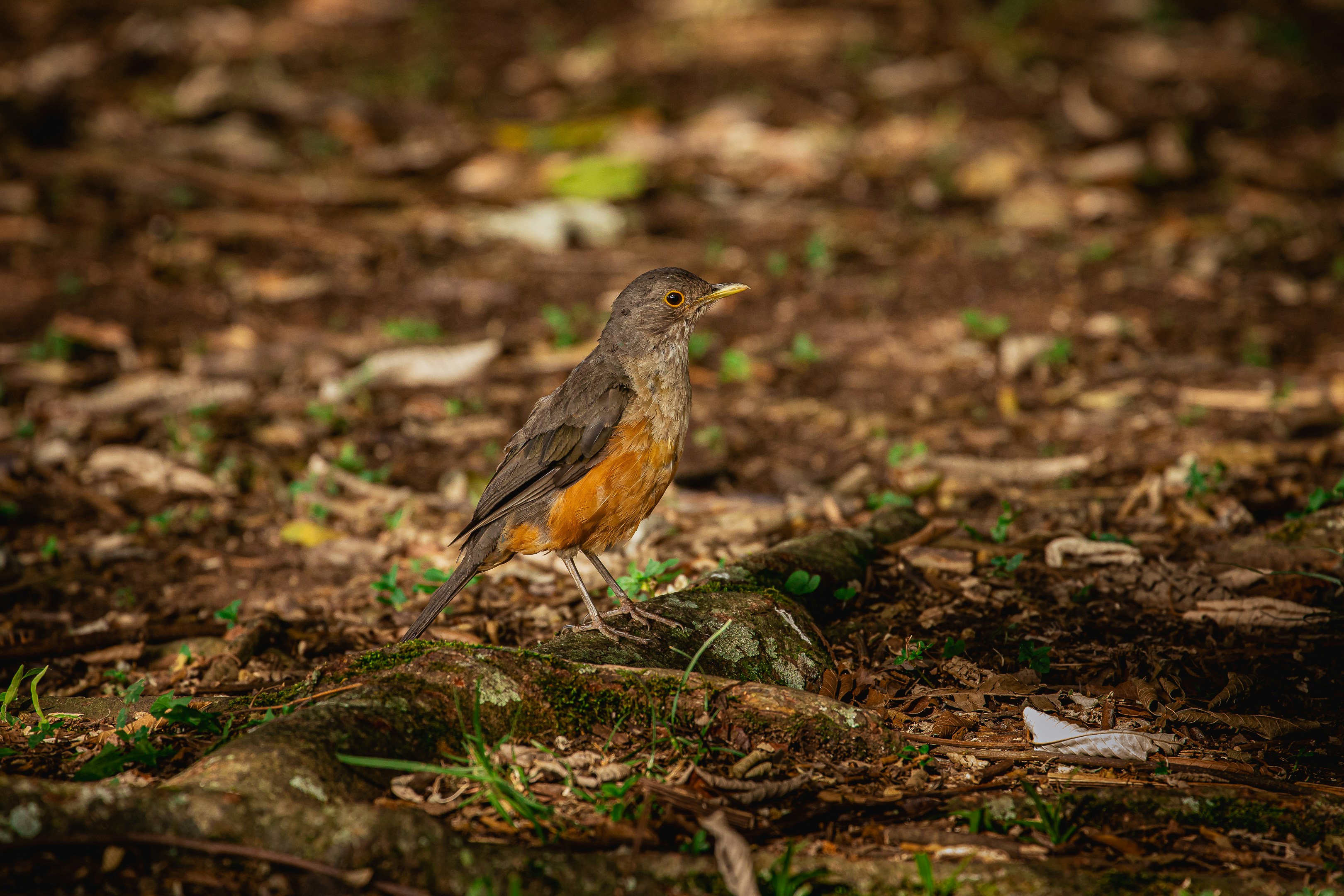 Photo by guilhermestecanella