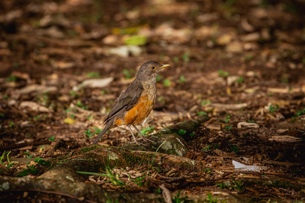 a small bird standing on top of a forest floor