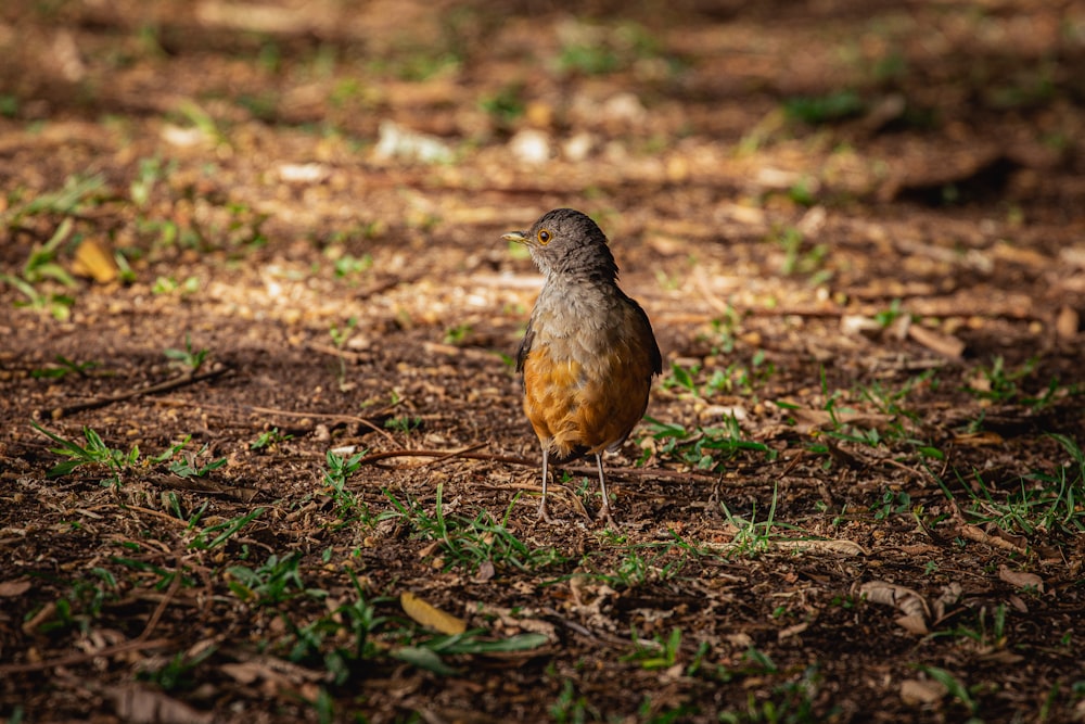 a small bird standing on top of a grass covered field